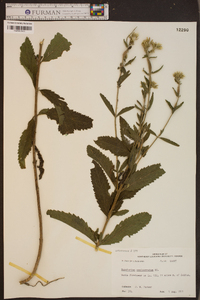 Eupatorium semiserratum image