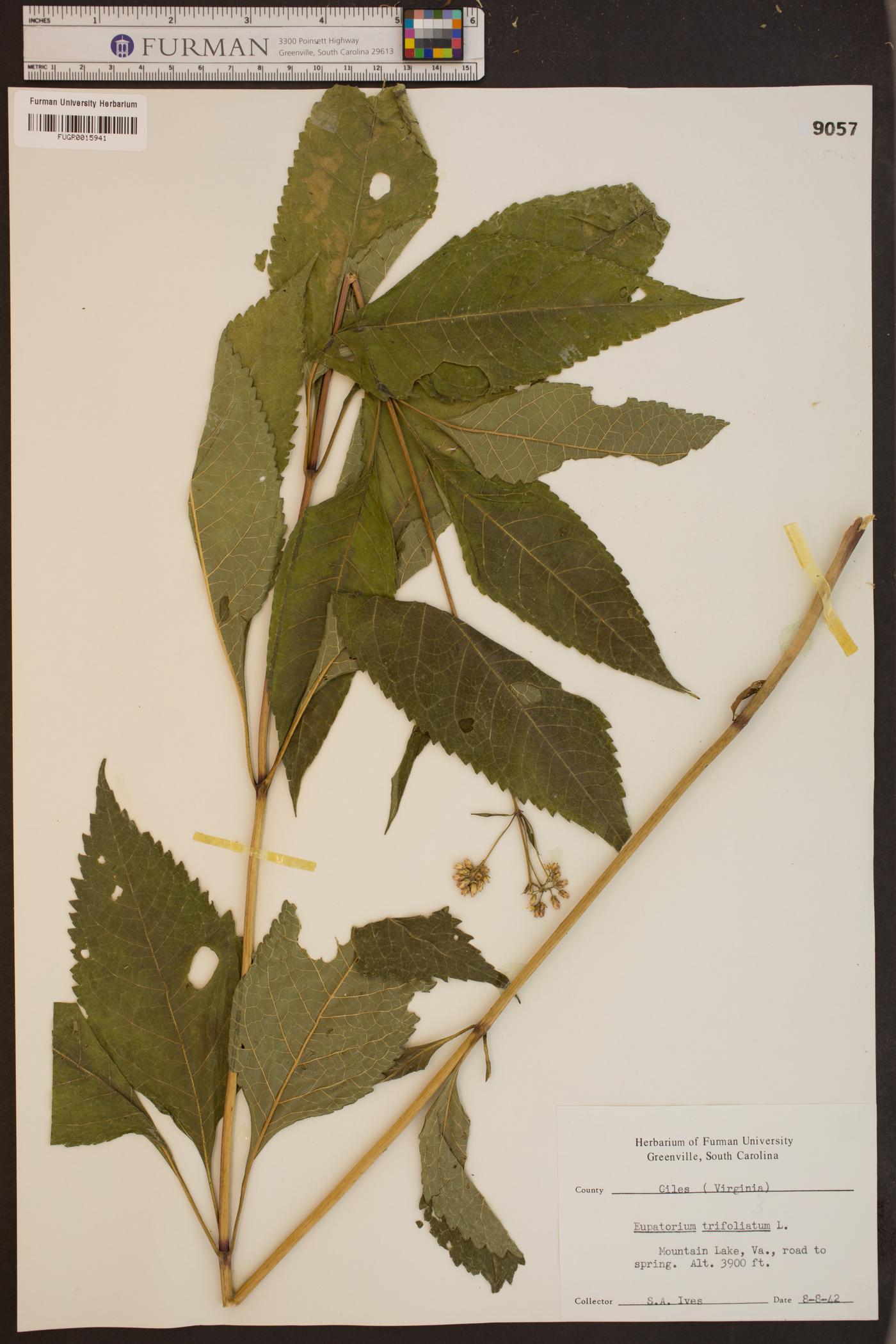 Eupatorium trifoliatum image