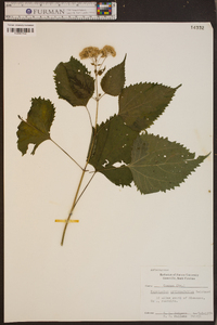 Eupatorium urticaefolium image