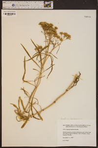 Flaveria latifolia image