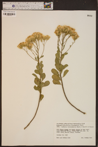 Garberia heterophylla image