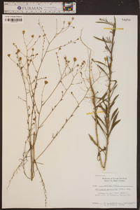 Croptilon divaricatum image