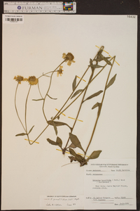 Helenium pinnatifidum image