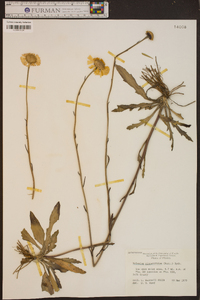 Helenium pinnatifidum image