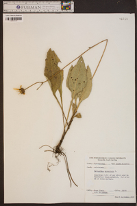 Helianthus atrorubens image