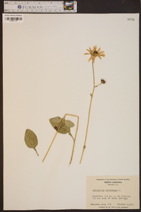 Helianthus atrorubens image