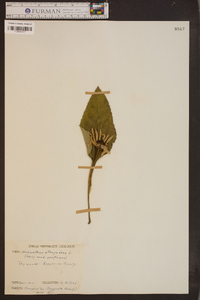 Helianthus atrorubens image