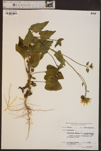 Helianthus debilis image