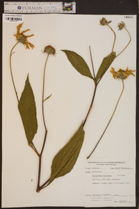 Helianthus tuberosus image