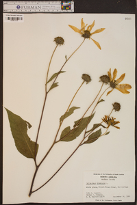 Helianthus tuberosus image