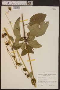 Helianthus atrorubens image