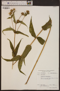 Helianthus divaricatus image