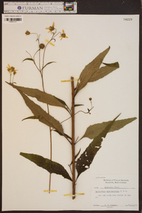 Helianthus microcephalus image