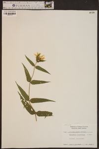 Helianthus occidentalis image