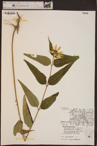 Helianthus strumosus image