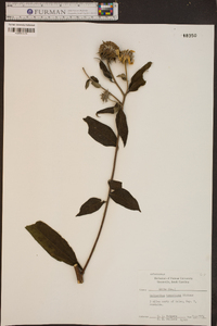 Helianthus tuberosus image