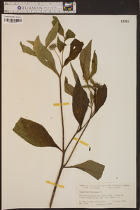 Helianthus tuberosus image