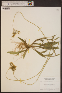 Hieracium piloselloides image