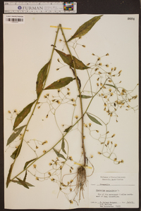 Hieracium paniculatum image