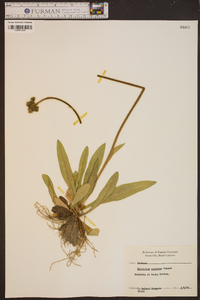 Hieracium caespitosum image