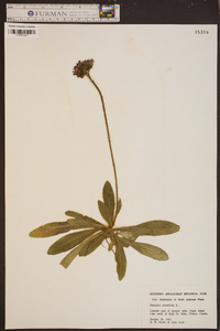 Hieracium aurantiacum image