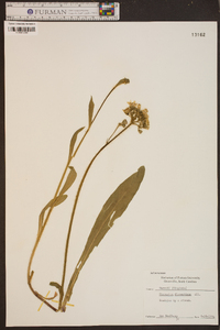 Hieracium piloselloides image