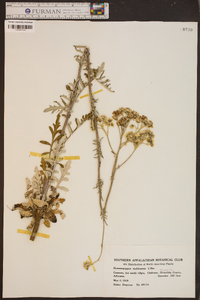 Hymenopappus scabiosaeus image