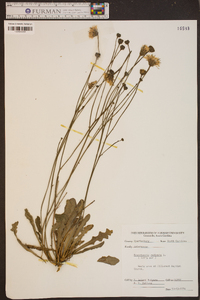 Hypochaeris radicata image