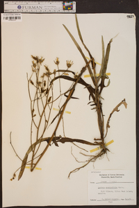 Lactuca graminifolia image