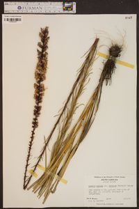 Liatris spicata image