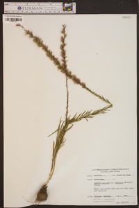 Liatris spicata image