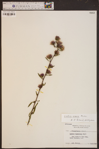 Liatris aspera image