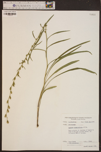 Liatris graminifolia image