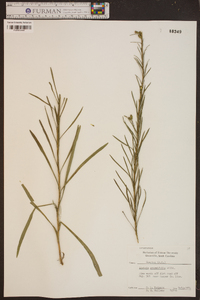 Liatris graminifolia image