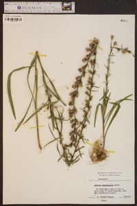 Liatris graminifolia image