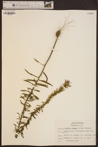 Liatris elegans image