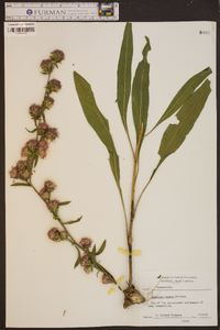 Liatris aspera image