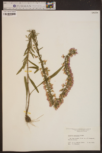 Liatris gracilis image