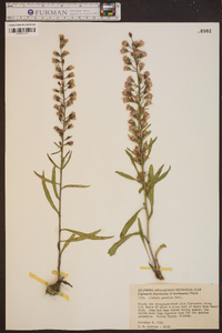 Liatris gracilis image