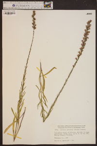 Liatris gracilis image