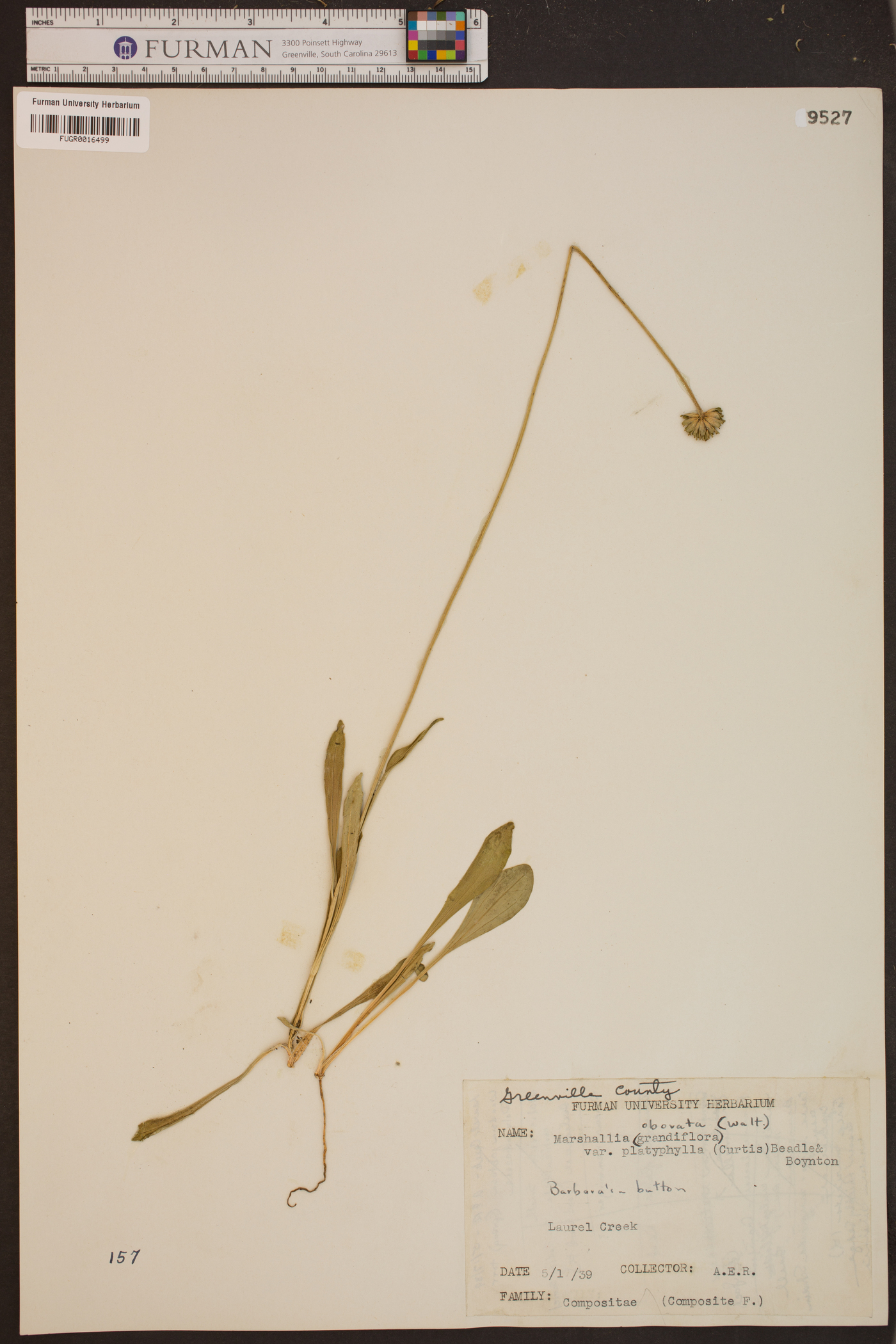 Marshallia obovata var. platyphylla image