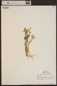 Matricaria discoidea image