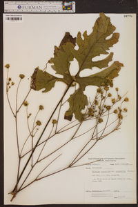 Silphium compositum image