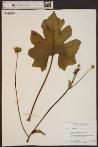 Silphium compositum image