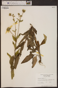 Silphium dentatum image