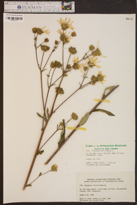 Silphium asteriscus image