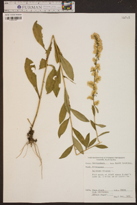 Solidago bicolor image