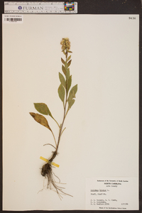 Solidago bicolor image