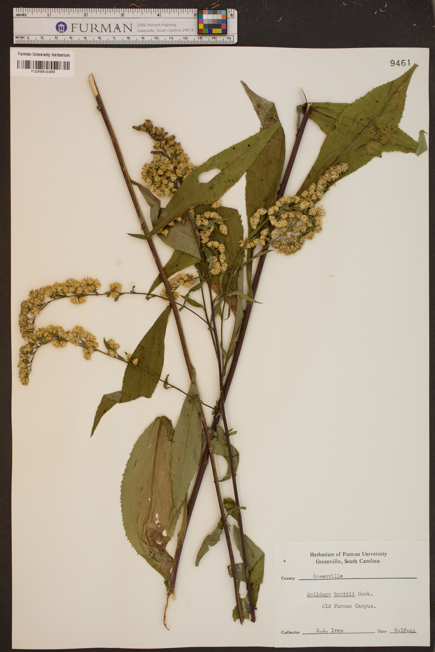 Solidago boottii image