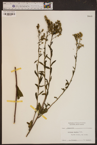 Solidago boottii image